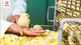 Готовимся к покупке цыплят.