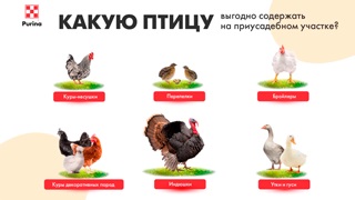 Какую птицу выбрать?