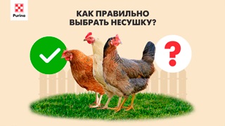 Как обновить поголовье?