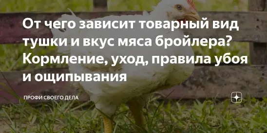 От чего зависит товарный вид тушки и вкус мяса бройлера?<br> <i>Кормление, уход, правила убоя и ощипывания</i>