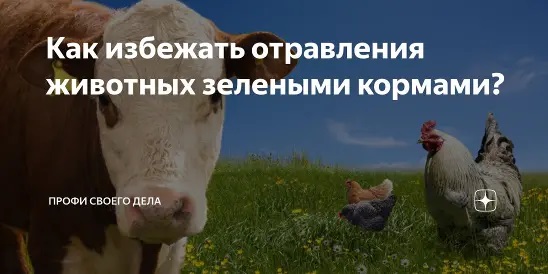 Как избежать отравления животных зелеными кормами?