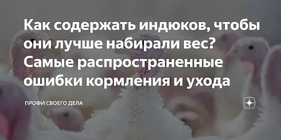 Как содержать индюков, чтобы они лучше набирали вес? Самые распространенные ошибки кормления и ухода