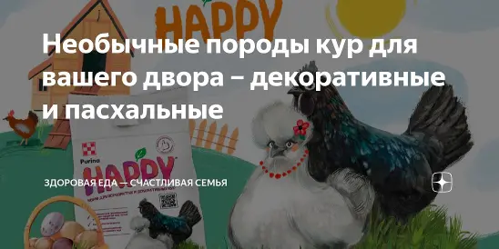 Курочки с яркой и необычной внешностью – настоящее украшение двора.