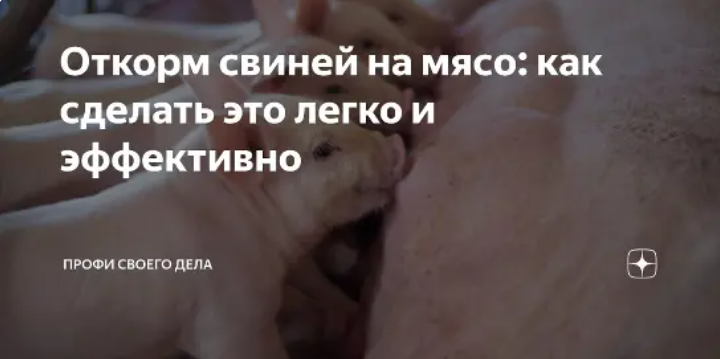 Откорм свиней на мясо: как сделать это легко и эффективно