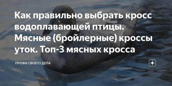 Как правильно выбрать кросс водоплавающей птицы. Мясные (бройлерные) кроссы уток. Топ-3 мясных кросса