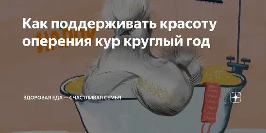 Уход за перьями кур декоративных пород