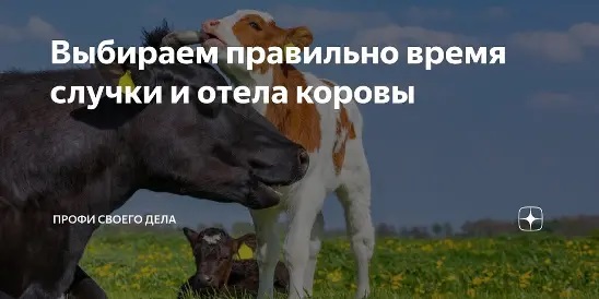 Выбираем правильно время случки и отела коровы